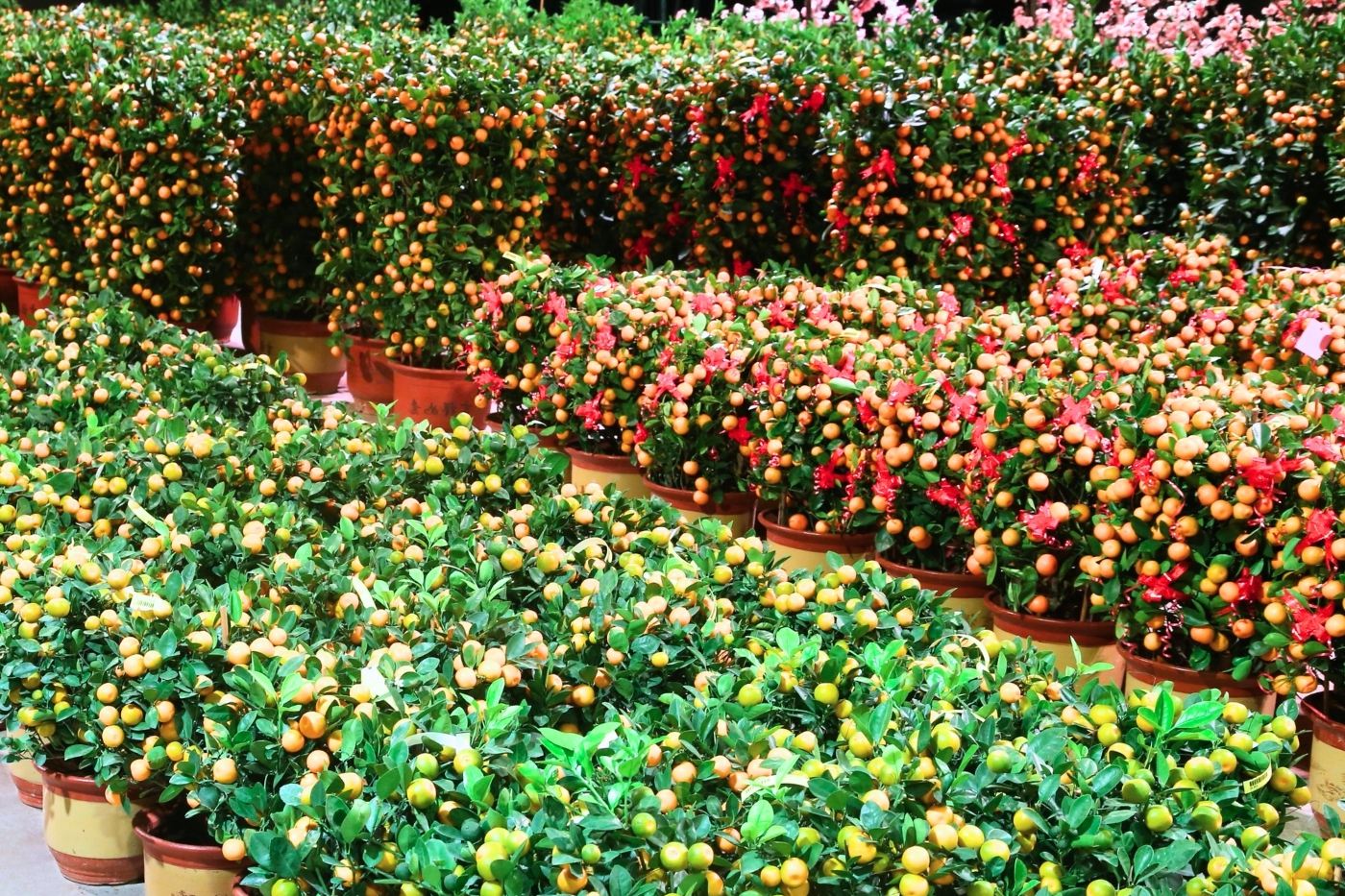 Rows of potted kumquat and lime plants on sale for Chinese New Year at Far East Flora in Singapore